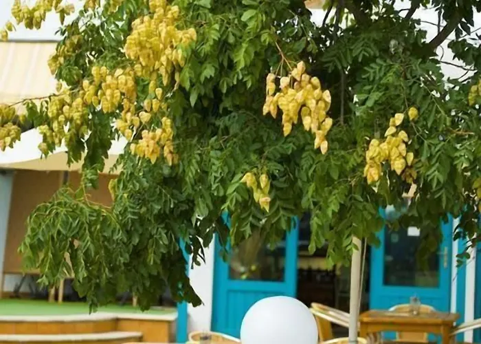 калиопа Албена